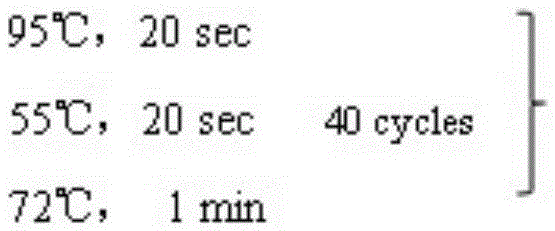 The serotonin receptor gene pr5-ht8 of Pieris rapae and its application