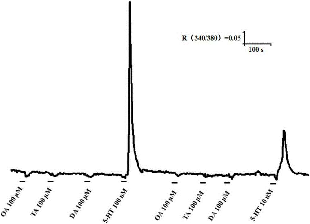 The serotonin receptor gene pr5-ht8 of Pieris rapae and its application