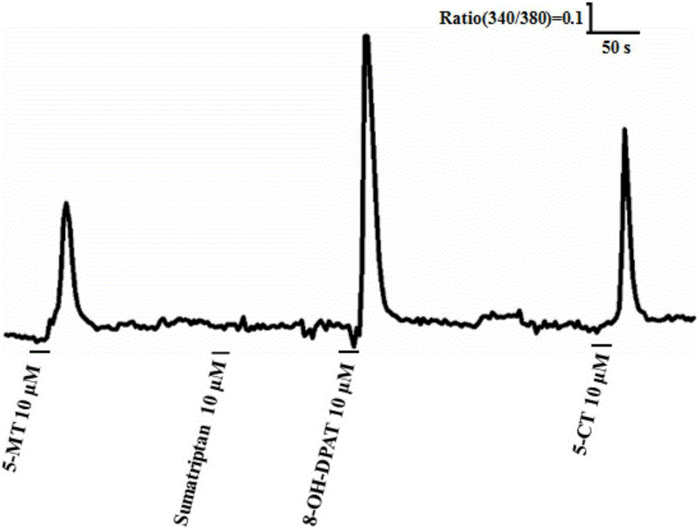 The serotonin receptor gene pr5-ht8 of Pieris rapae and its application