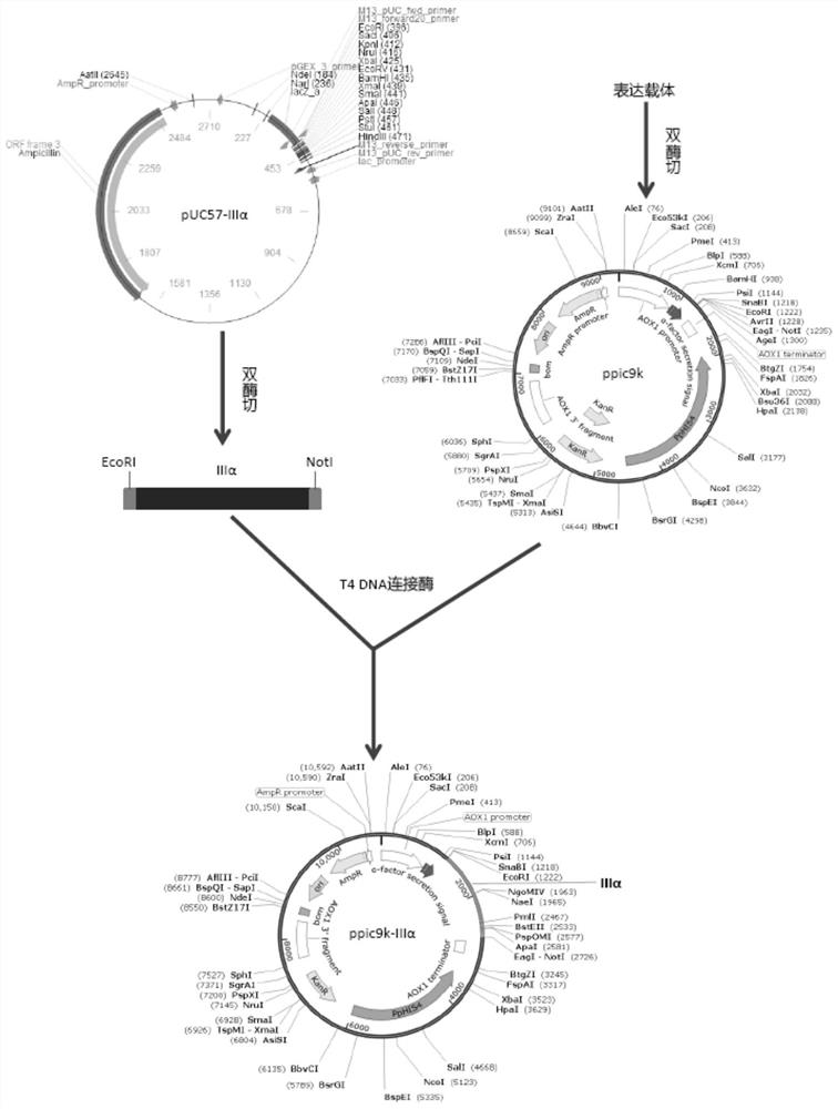 Application of recombinant human-derived III type collagen in preparation of superficial wound repair material