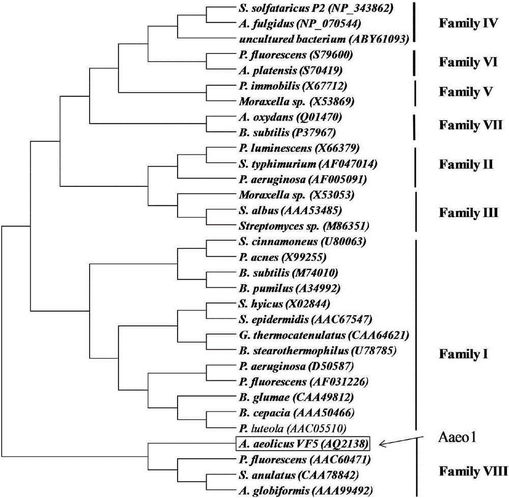 Thermophilic esterase derived from Aquifex aeolicus strain and expression thereof