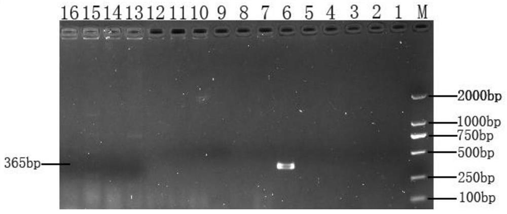 A specific primer for detecting Acinetobacter johnsonii and its method and application