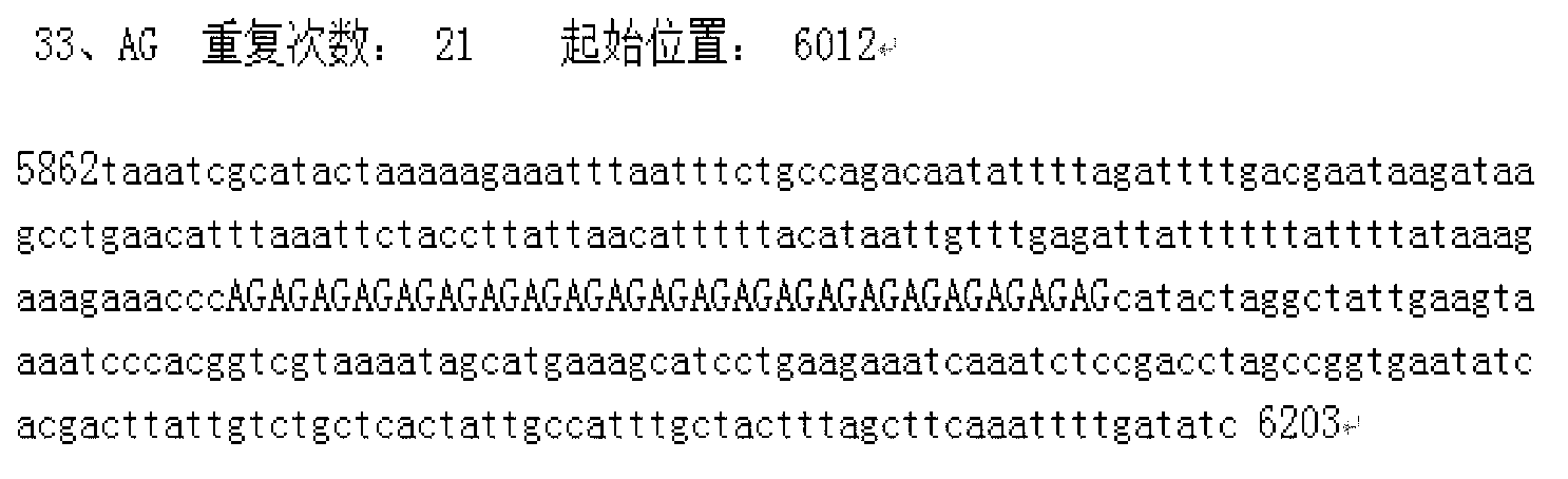 SSR (Simple Sequence Repeat) core primer group developed based on whole genome sequence of foxtail millet and application of SSR core primer group