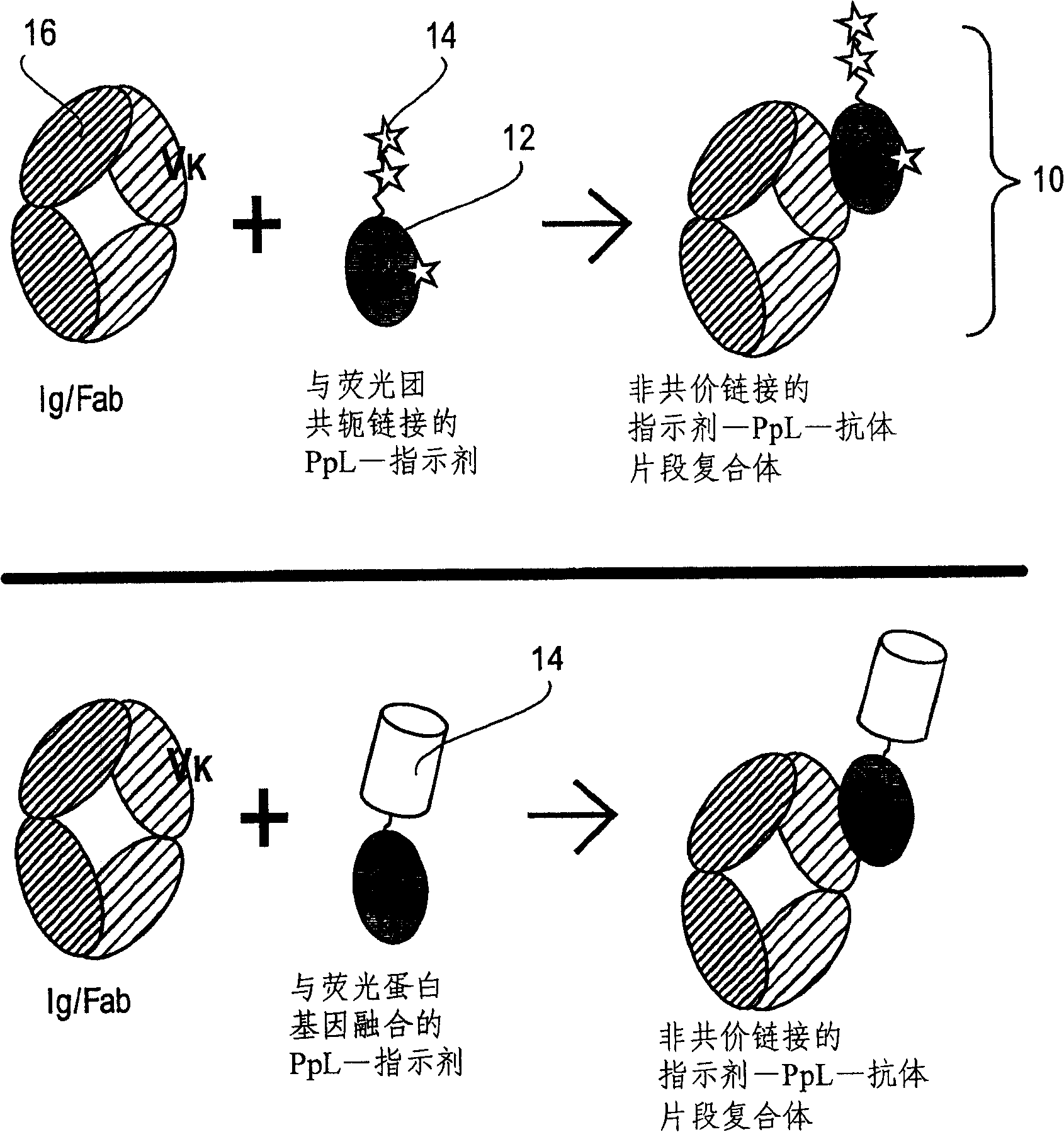 Cooperative reporter systems, components, and methods for analyte detection