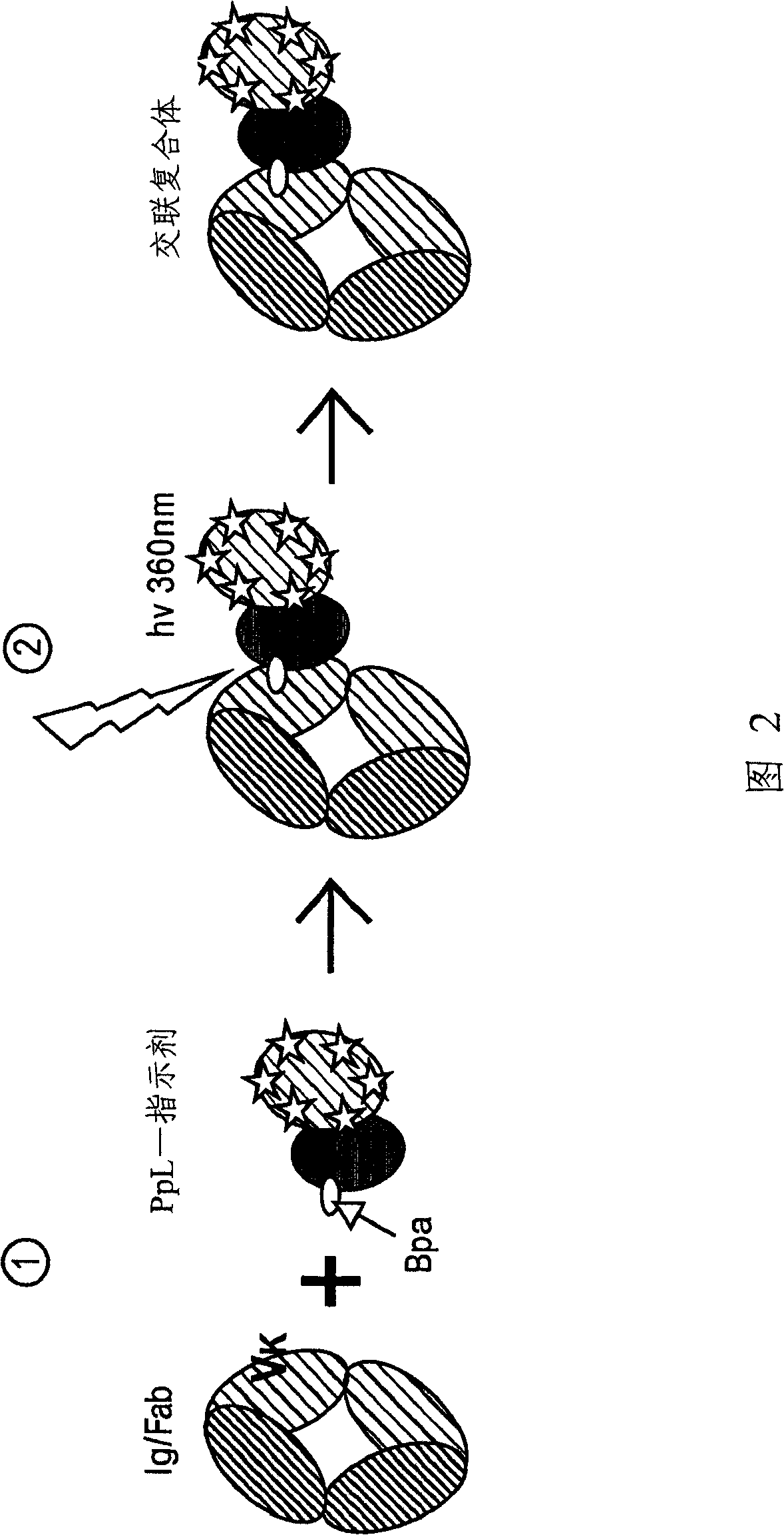 Cooperative reporter systems, components, and methods for analyte detection