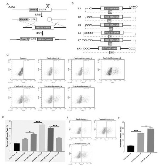 Method capable of improving homologous recombination efficiency of CRISPR/Cas9 system and application