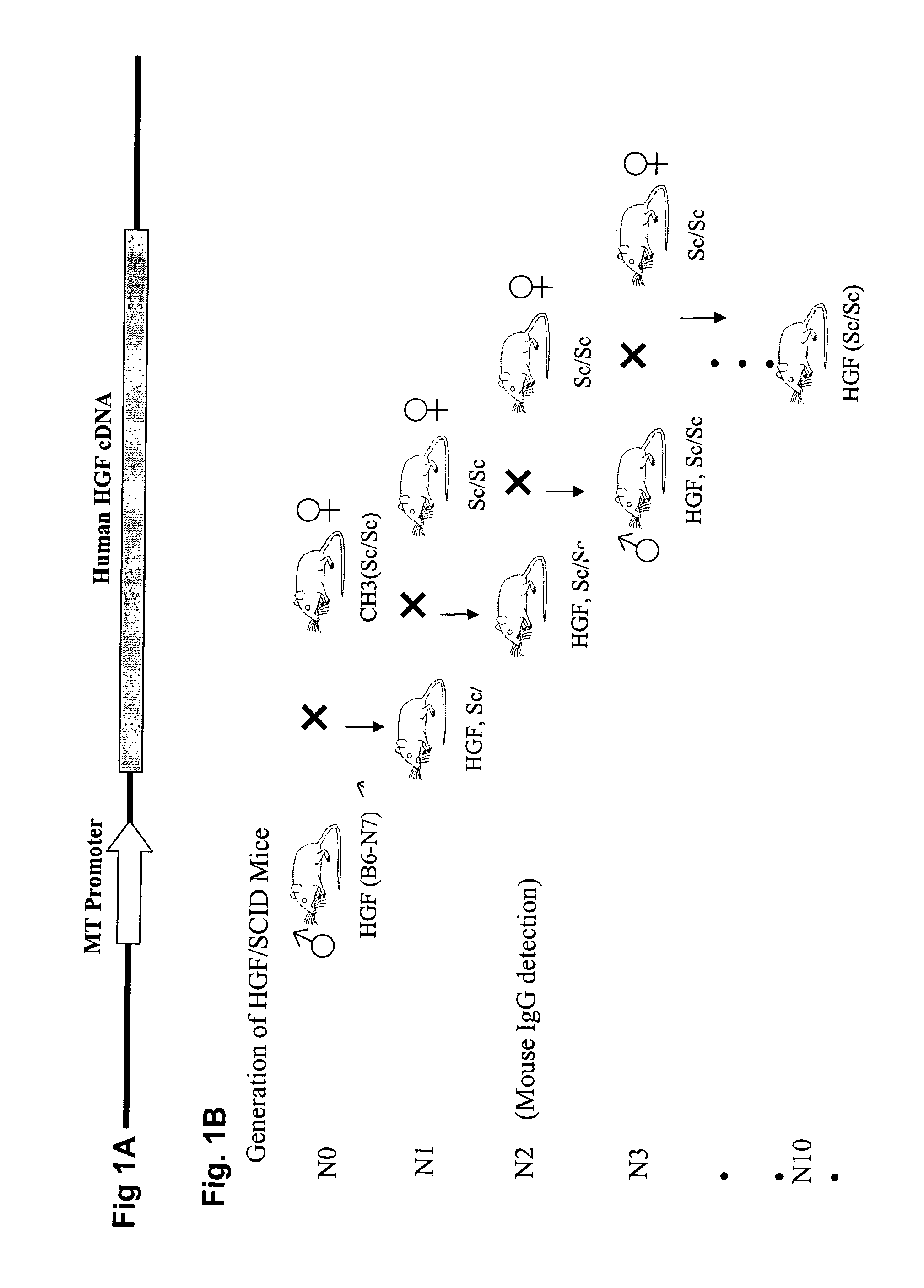 Immune-compromised transgenic mice expressing human hepatocyte growth factor (hHGF)