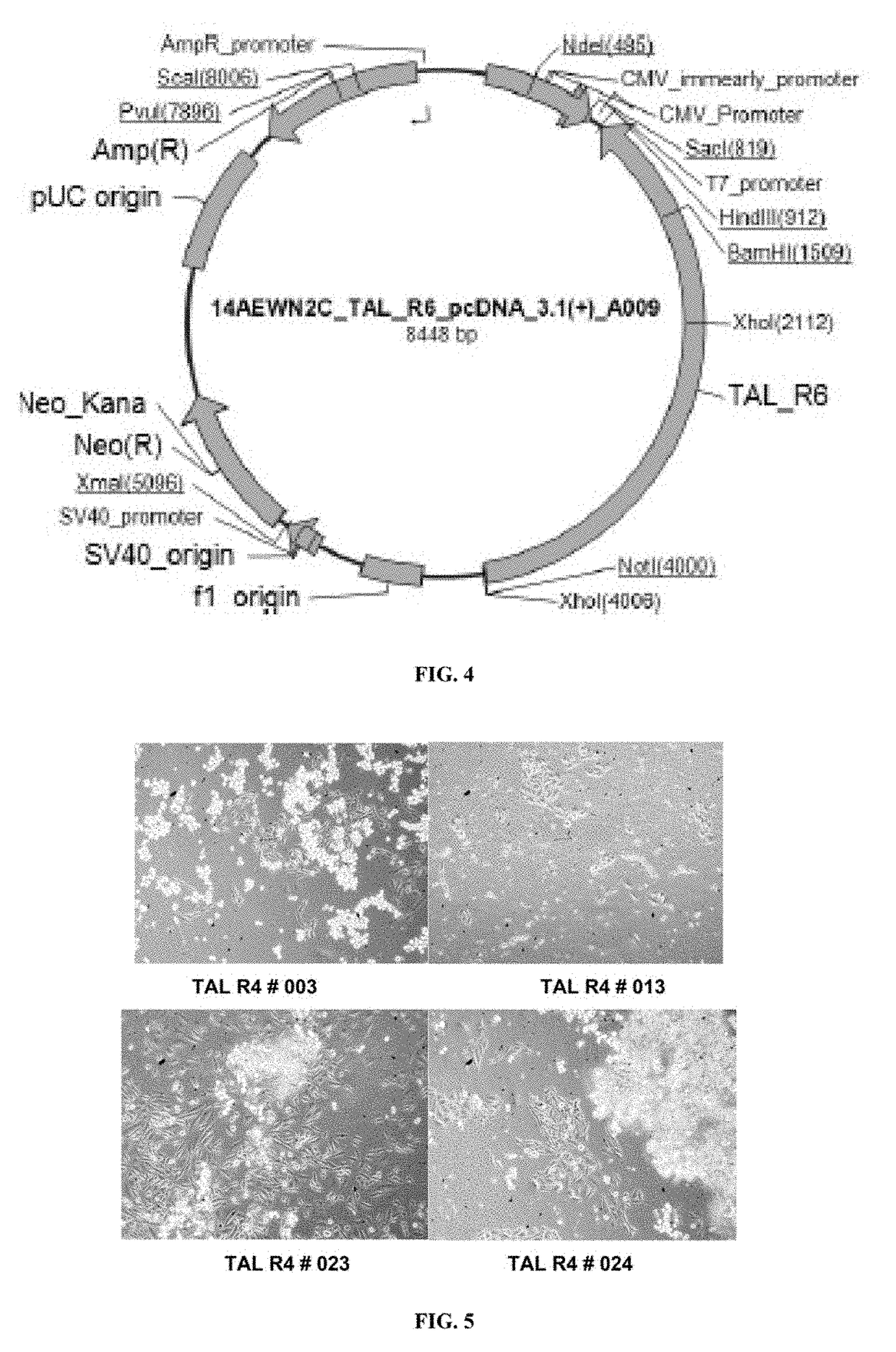 Non-fucosylated protein and methods thereof