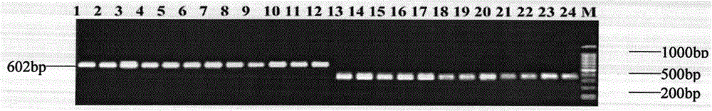 Molecular marker sisv0832 closely linked to heading date gene in millet