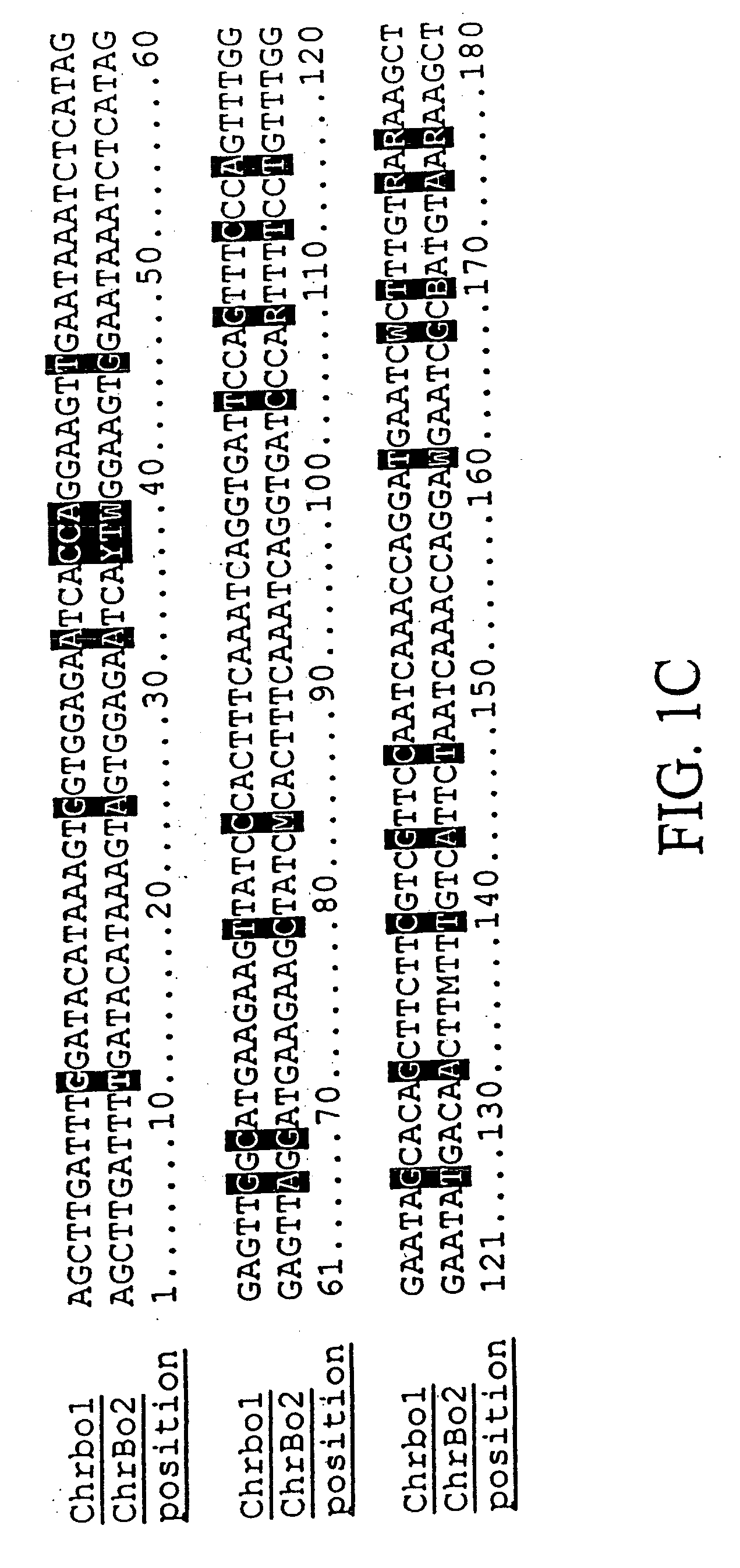 Plant centromere compositions