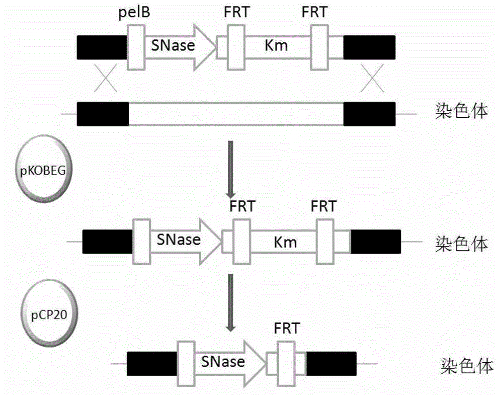 A method for preparing Escherichia coli that automatically degrades nucleic acid during lysis