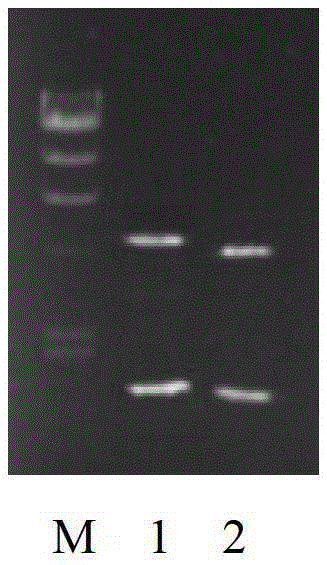 A method for preparing Escherichia coli that automatically degrades nucleic acid during lysis