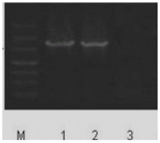 A method for preparing Escherichia coli that automatically degrades nucleic acid during lysis