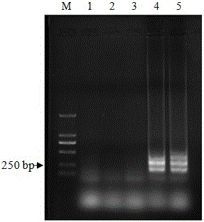 LAMP primer group for fast detecting and identifying aphelenchoides ritzemabosi and detection method thereof