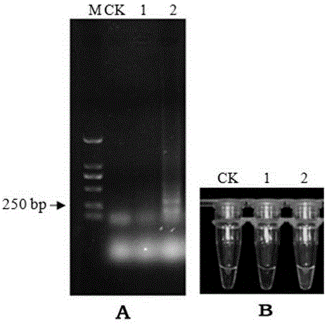 LAMP primer group for fast detecting and identifying aphelenchoides ritzemabosi and detection method thereof