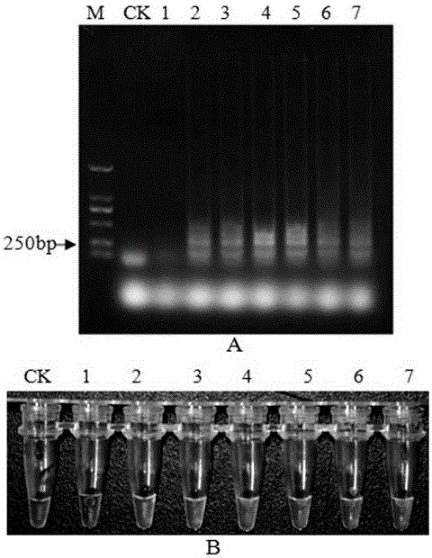 LAMP primer group for fast detecting and identifying aphelenchoides ritzemabosi and detection method thereof