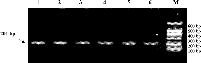 Method for detecting ox FTO (Fat Mass and Obesity-associated) gene single nucleotide polymorphism (SNP)