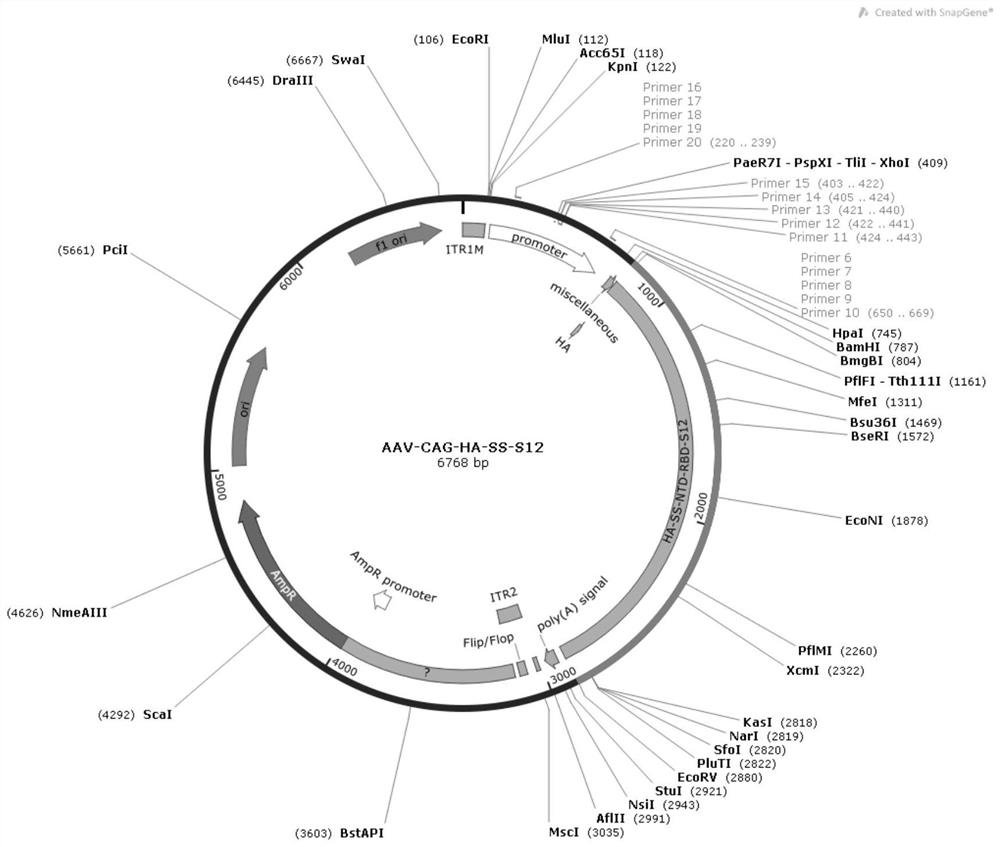 Adeno-associated virus mediated novel coronavirus antibody inducer and vaccine composition