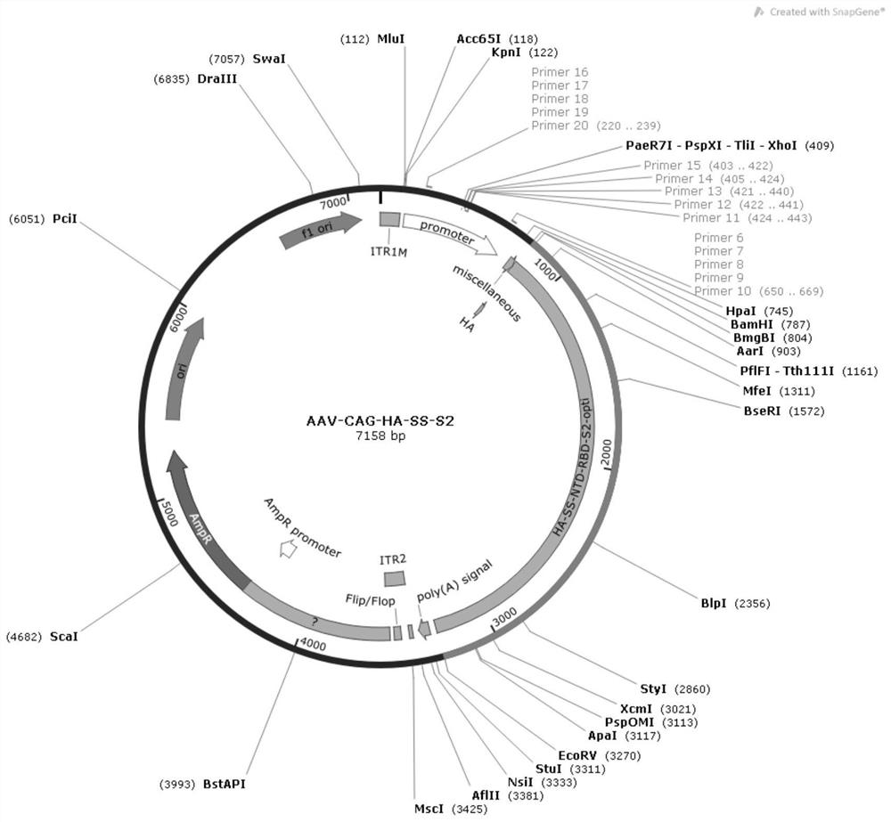 Adeno-associated virus mediated novel coronavirus antibody inducer and vaccine composition