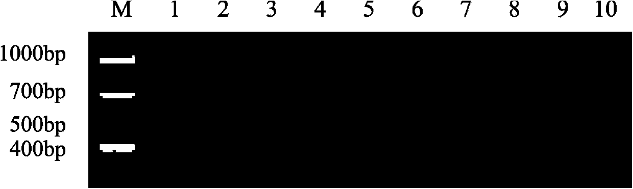 General RT-PCR detection primer for muscovy duck reoviruses and detection method