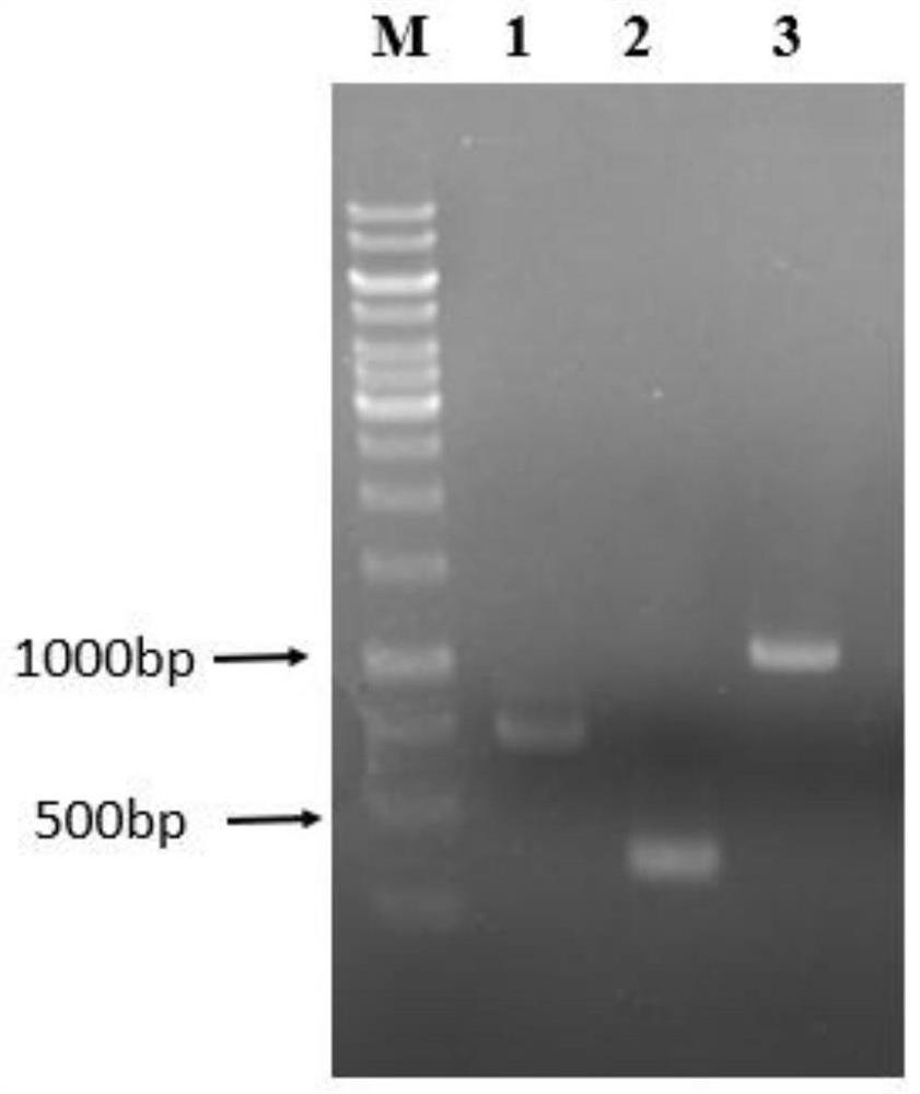 High-specificity coupling enzyme YND mutant of PAP based on molecular docking, method and application