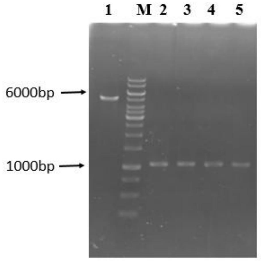 High-specificity coupling enzyme YND mutant of PAP based on molecular docking, method and application