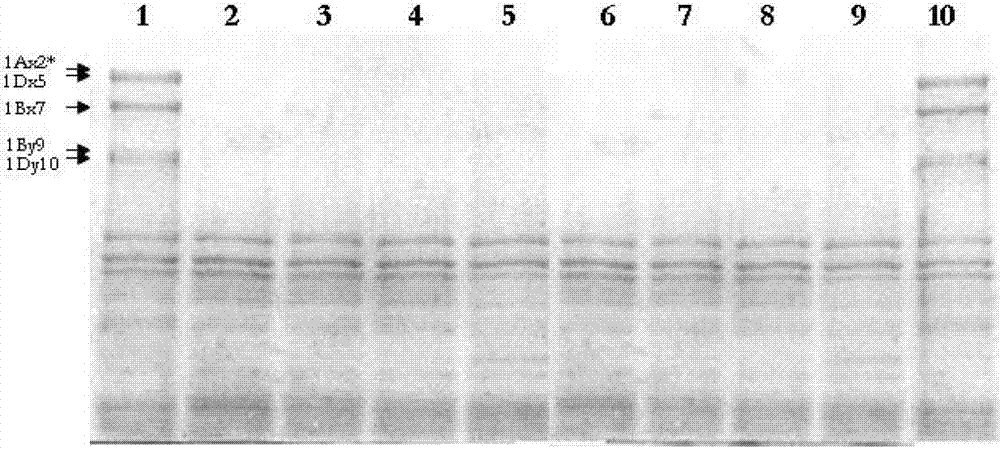 Novel method of low-gluten wheat germplasm creation