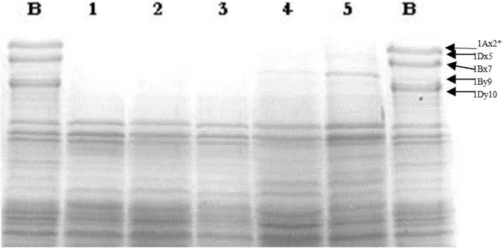 Novel method of low-gluten wheat germplasm creation