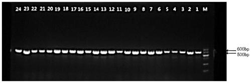 Molecular marker for identifying common threewingnut root medicinal material, primer and identification method