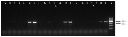 Molecular marker for identifying common threewingnut root medicinal material, primer and identification method