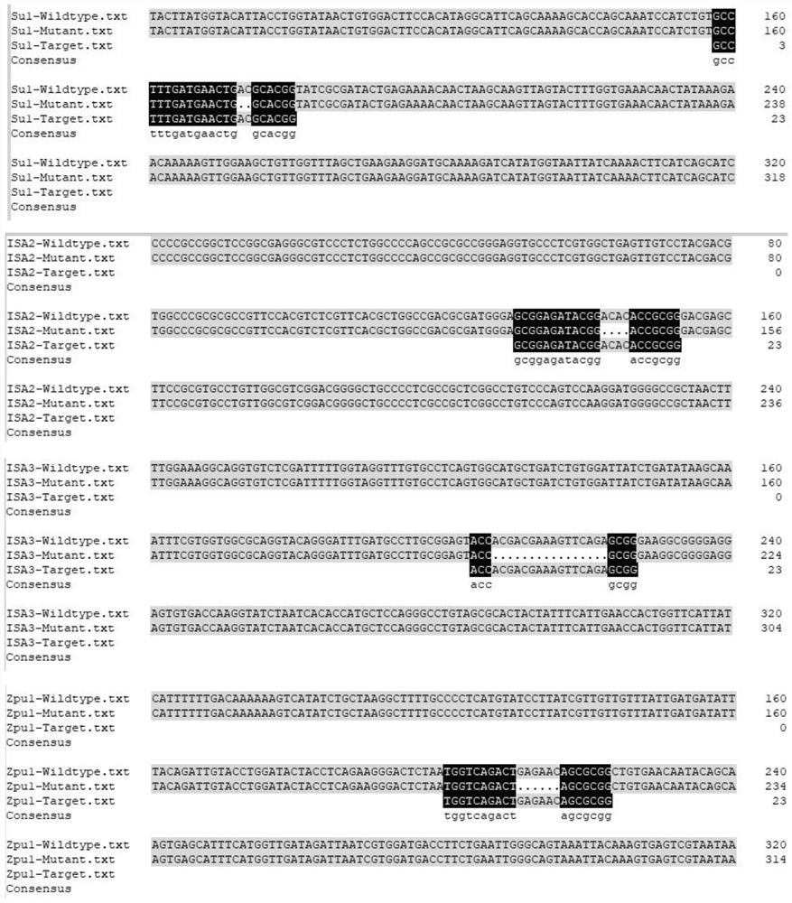 Method for creating high-carotenoid sweet corn by using gene editing technology