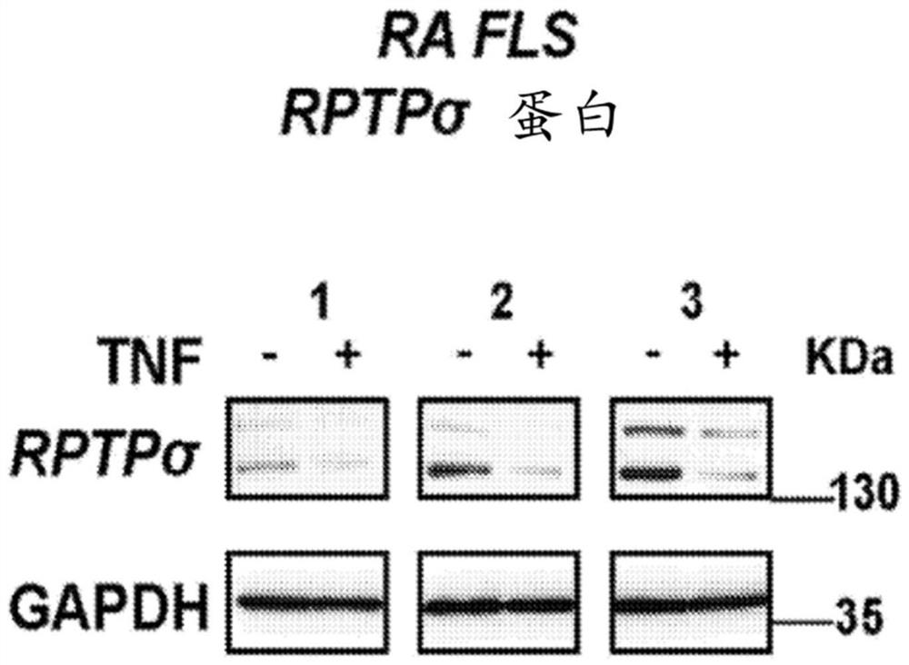 Ptprs and proteoglycans in rheumatoid arthritis