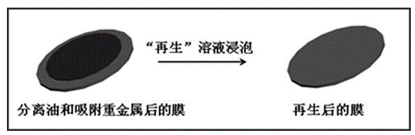 Preparation method of multifunctional oil-water separation material based on graphene oxide nanobelt