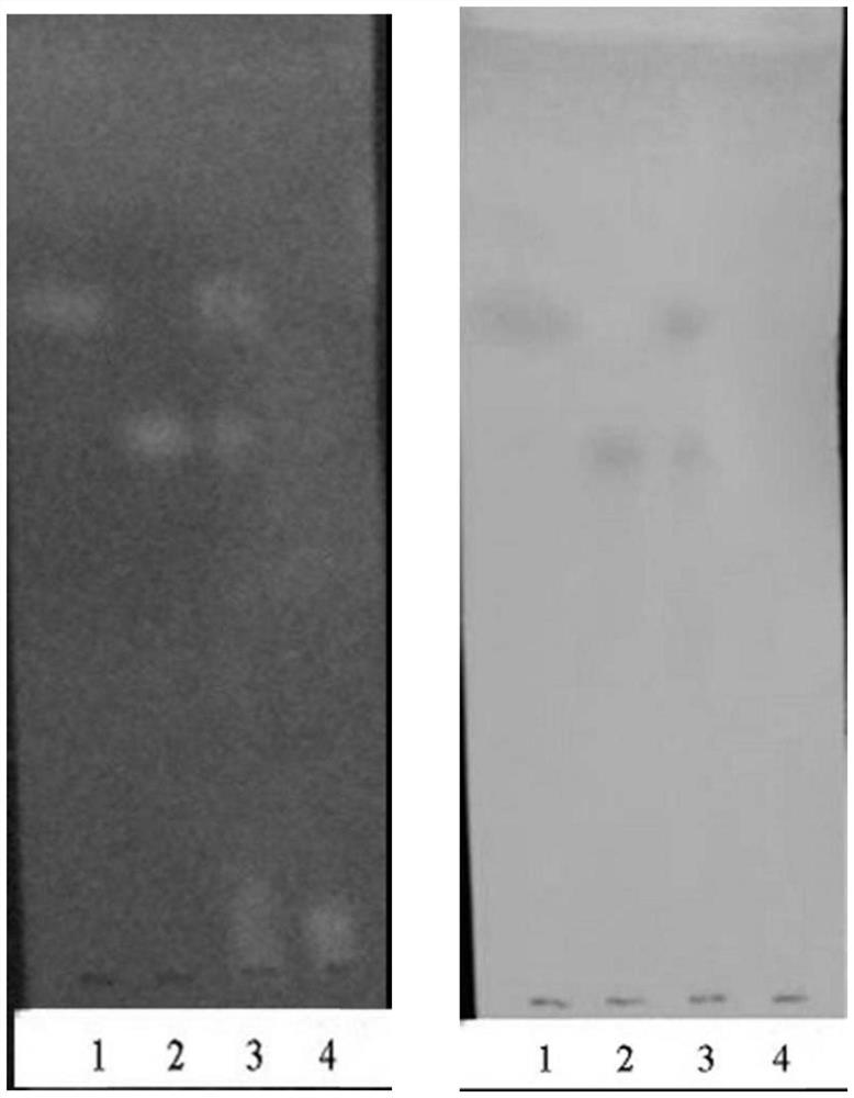 Pantoea for conversion of resveratrol to ε-glutin and uses thereof