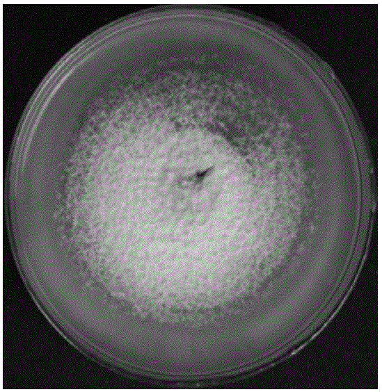 Production method of nonpathogenic fusarium oxysporum-containing plant vaccine preparation