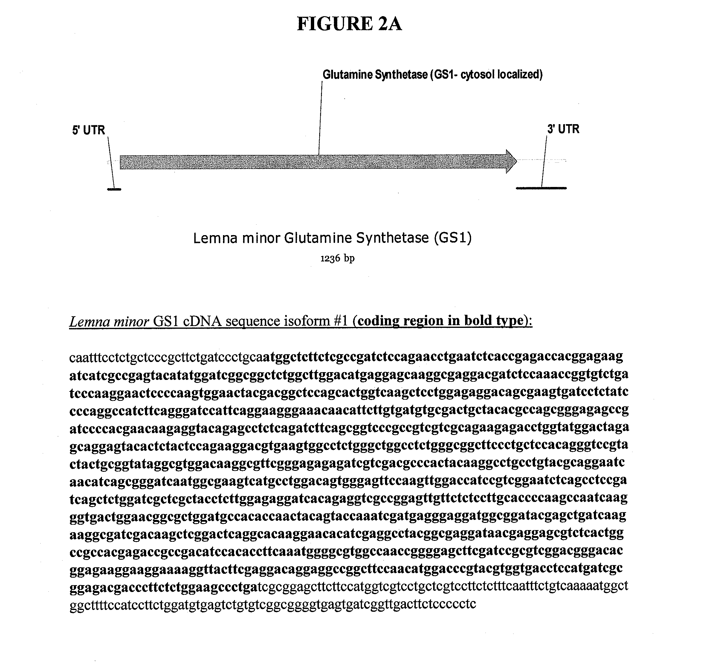 Compositions and Methods for Making and Biocontaining Auxotrophic Transgenic Plants