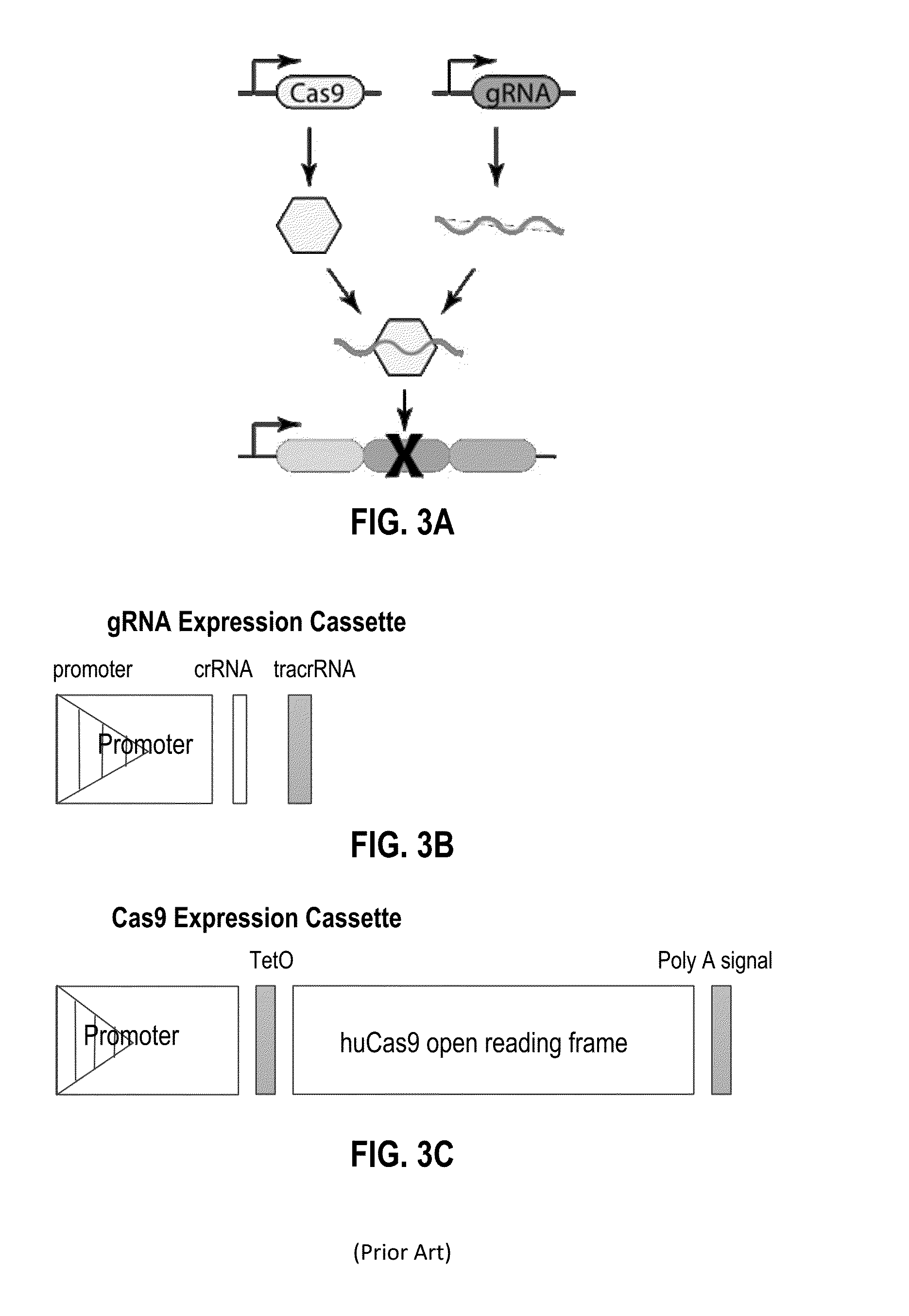 Recording and mapping lineage information and molecular events in individual cells