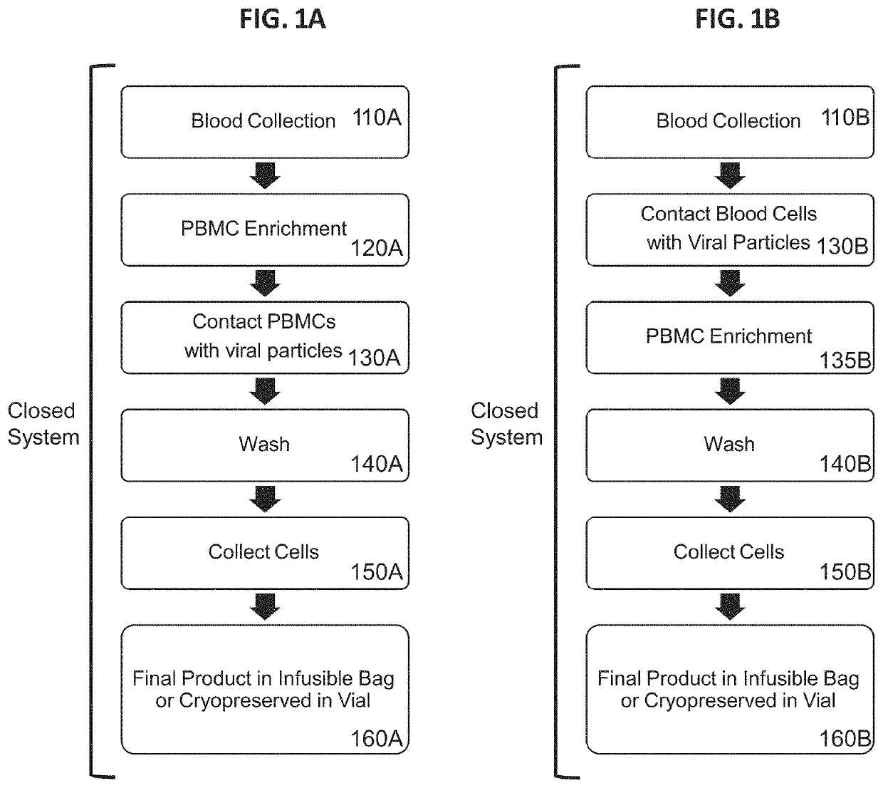 Methods and compositions for genetically modifying lymphocytes to express polypeptides comprising the intracellular domain of MPL