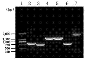 DNA (deoxyribonucleic acid) level-based highly pathogenic blue-eared pig disease JEV (Japanese encephalitis virus) replicon vaccine and application thereof