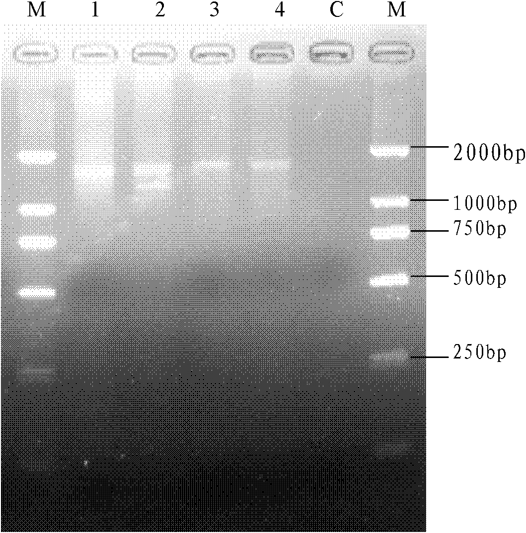 Method and kit for extracting total DNA of soil and sediment