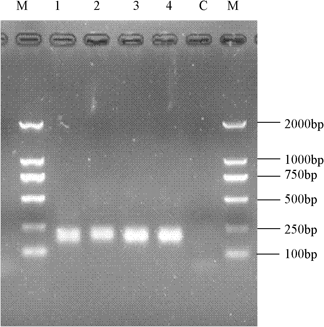 Method and kit for extracting total DNA of soil and sediment