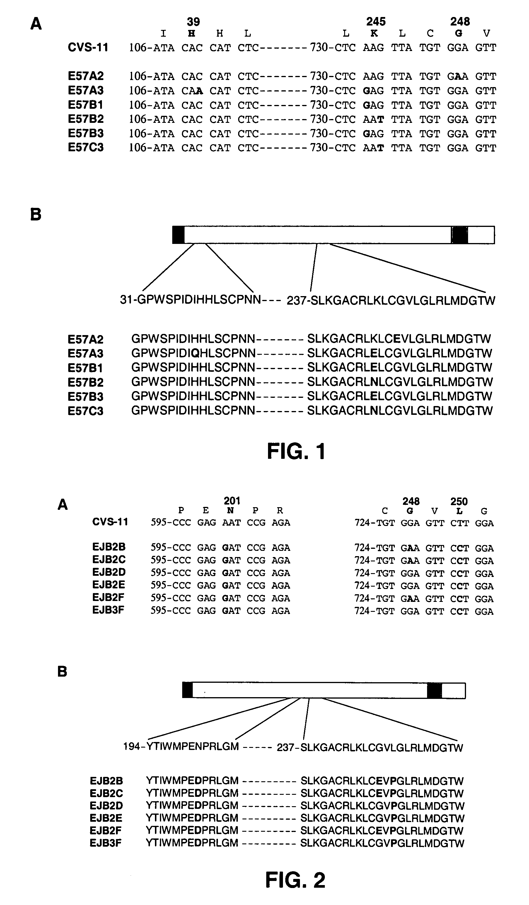 Binding molecules capable of neutralizing rabies virus and uses thereof