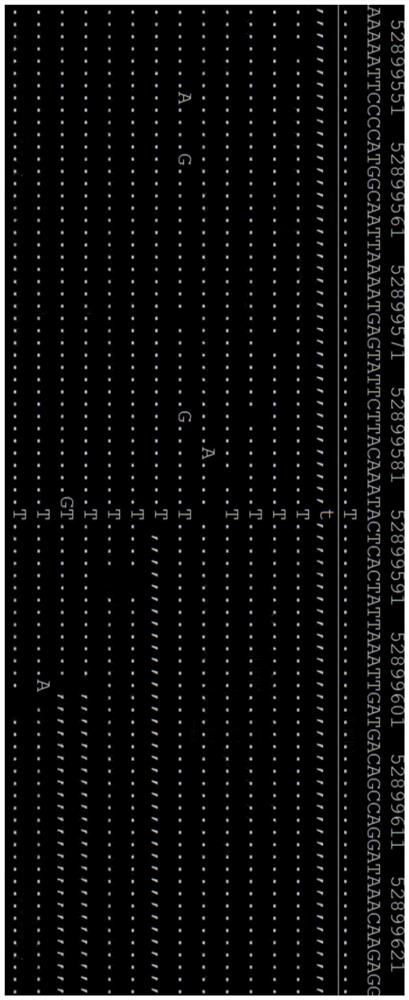 Dilated cardiomyopathy gene detection marker and application thereof