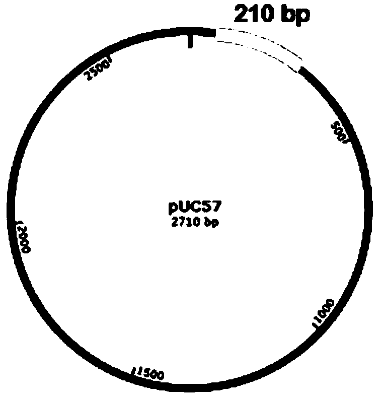 Method for detecting, locating and monitoring seepage and leakage of hydraulic structures