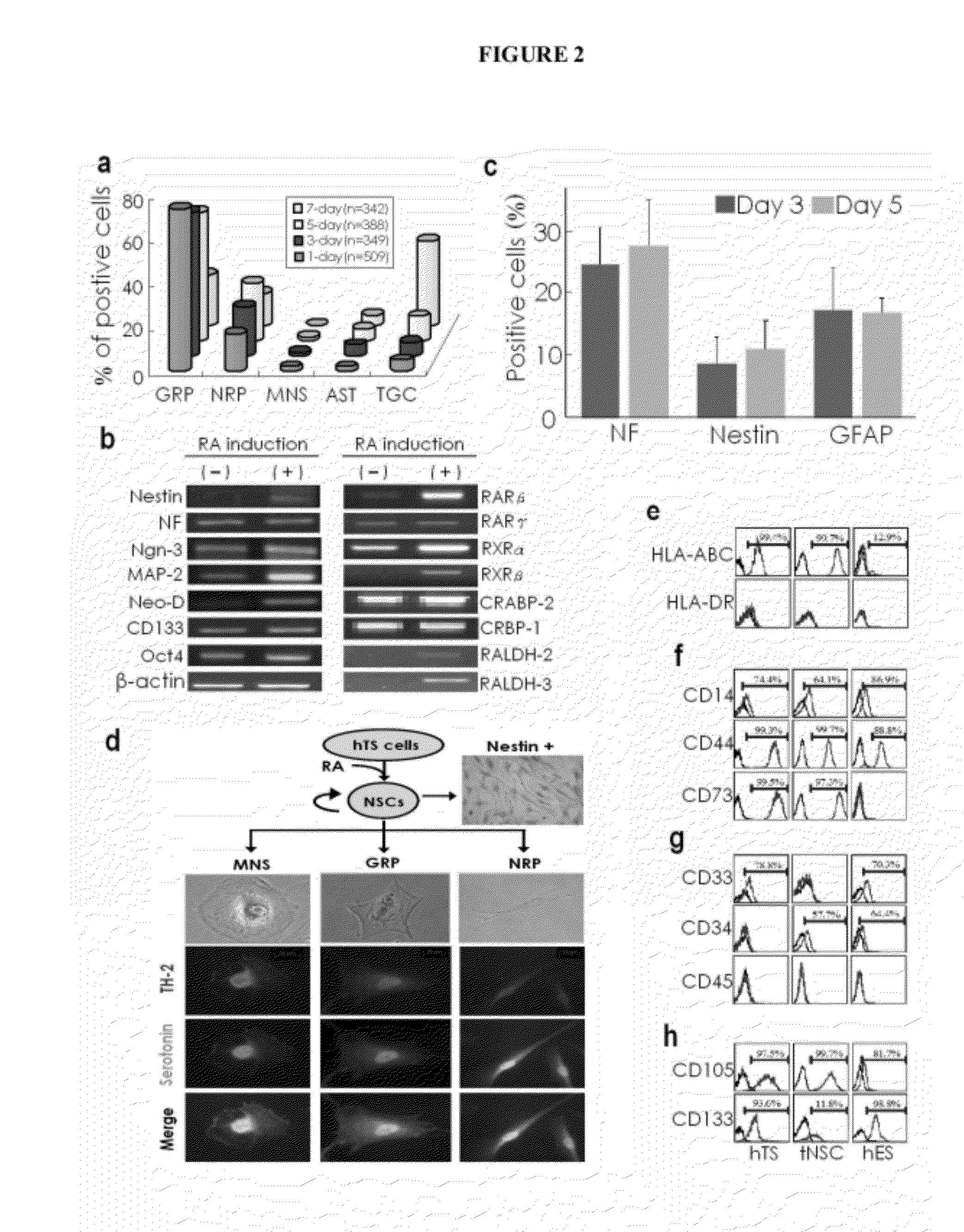 Generation of Neural Stem Cells from Human Trophoblast Stem Cells