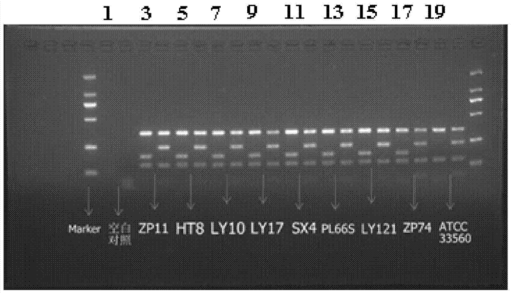 Multiple PCR method for detecting quinolone antibiotics campylobacter jejuni and kit