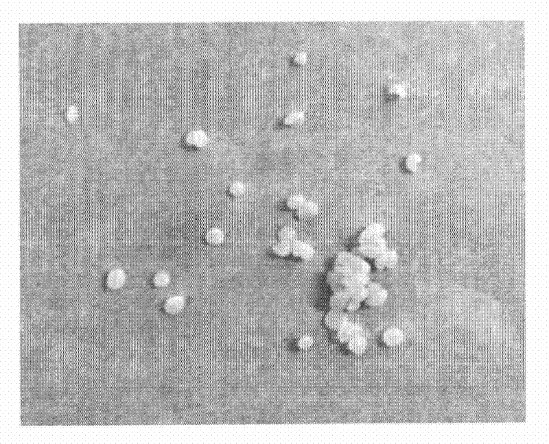 Separation and purification method and immobilization method of papain, and product thereof