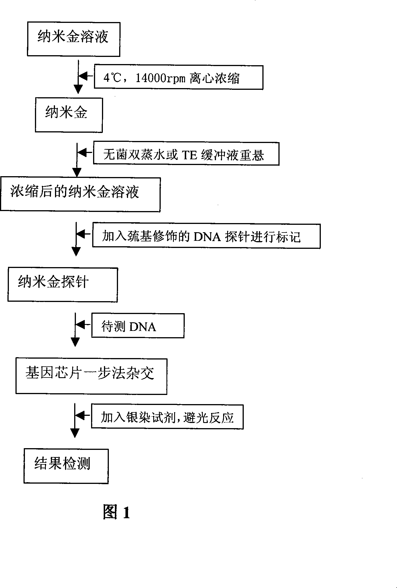 DNA detection method based on gene chip with nanometer gold detecting probe