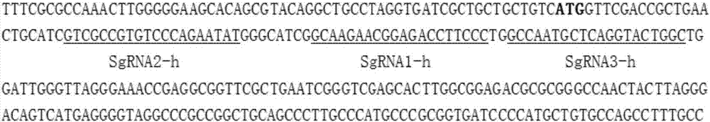 sgRNA sequence for specifically knocking-out DHFR (Dihydrofolate Reductase) gene