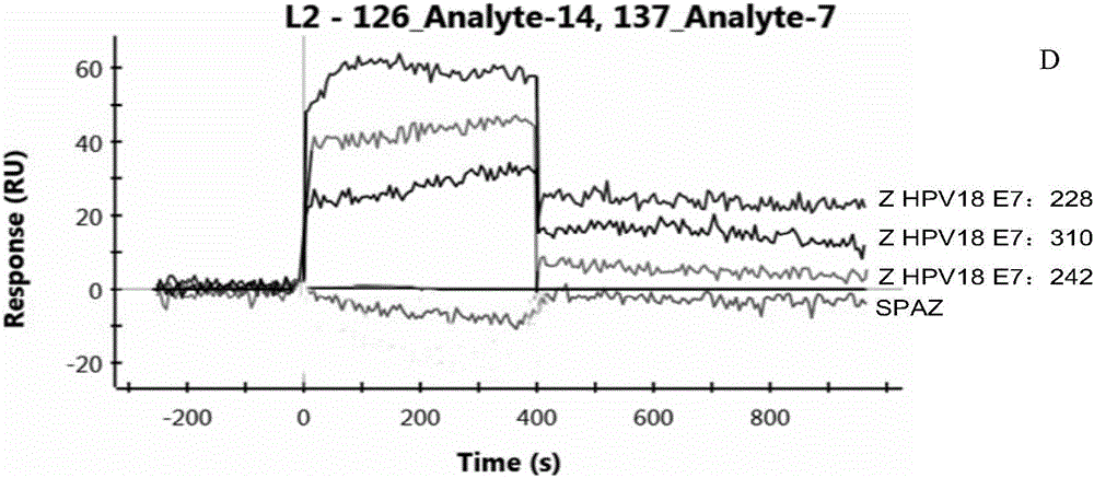 Polypeptide with binding affinity for HPV18 E7 protein and application thereof